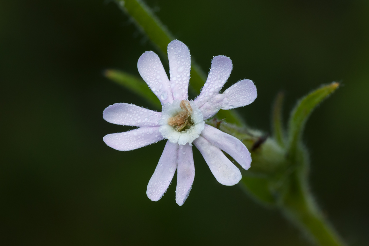 Изображение особи род Silene.