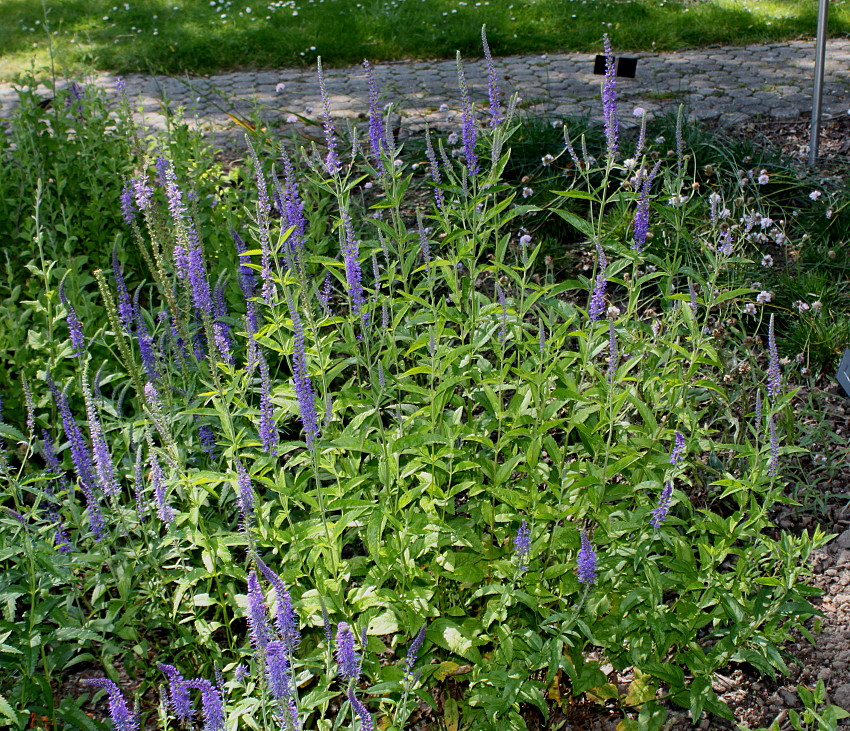 Image of Veronica longifolia specimen.