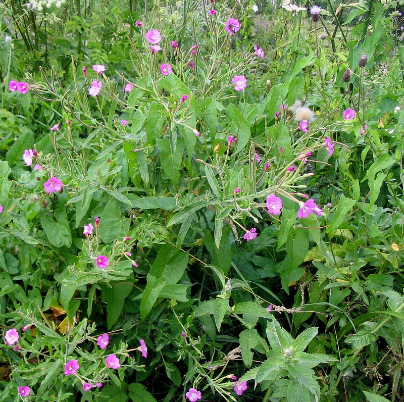 Изображение особи Epilobium hirsutum.