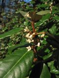Elaeagnus &times; submacrophylla