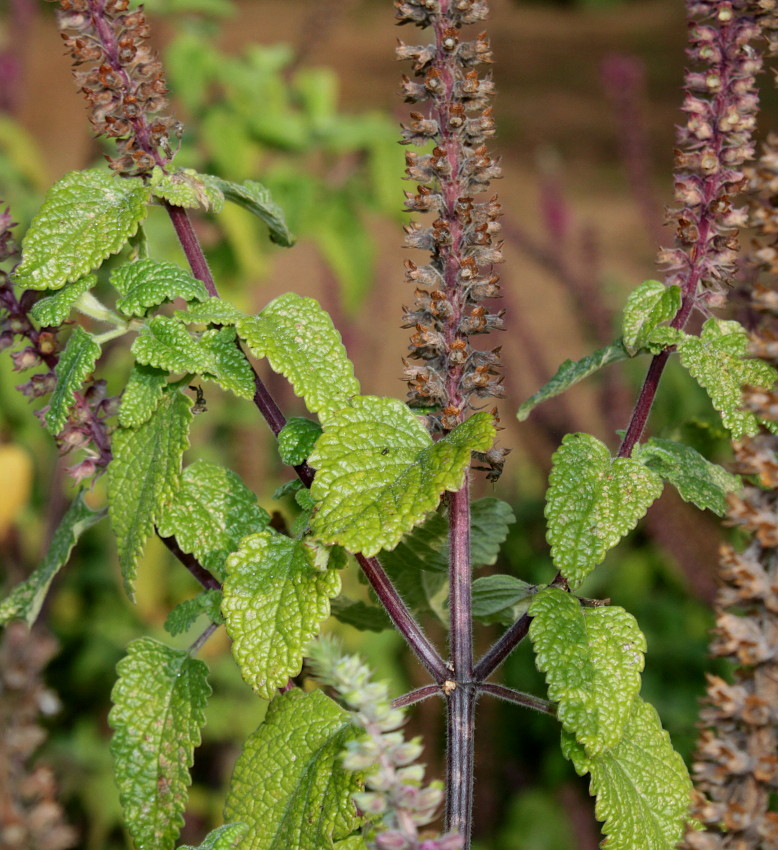 Изображение особи Teucrium hircanicum.