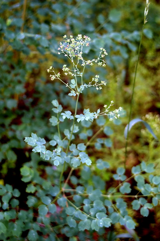 Изображение особи Thalictrum minus.