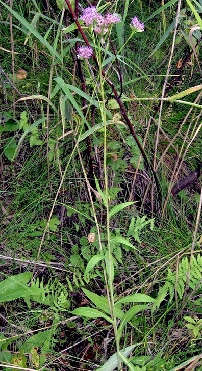 Image of Saussurea parviflora specimen.