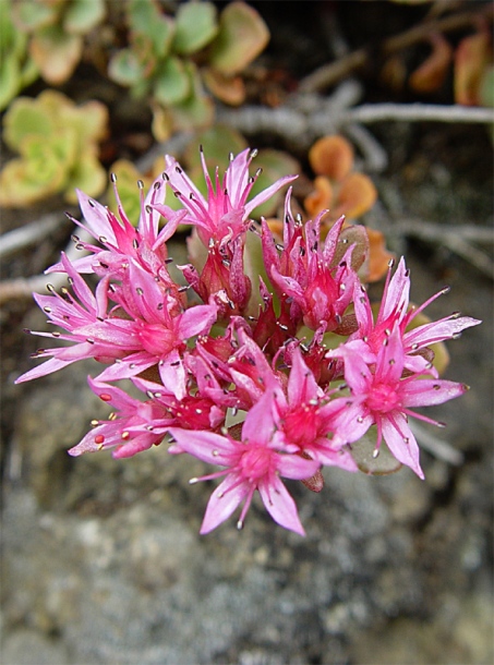 Изображение особи Sedum spurium.