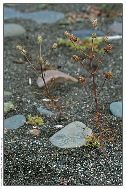 Image of Plantago arenaria ssp. orientalis specimen.