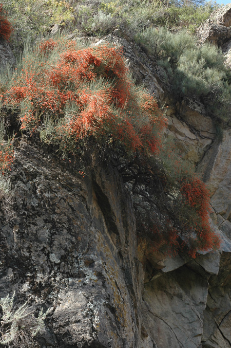 Image of Ephedra equisetina specimen.