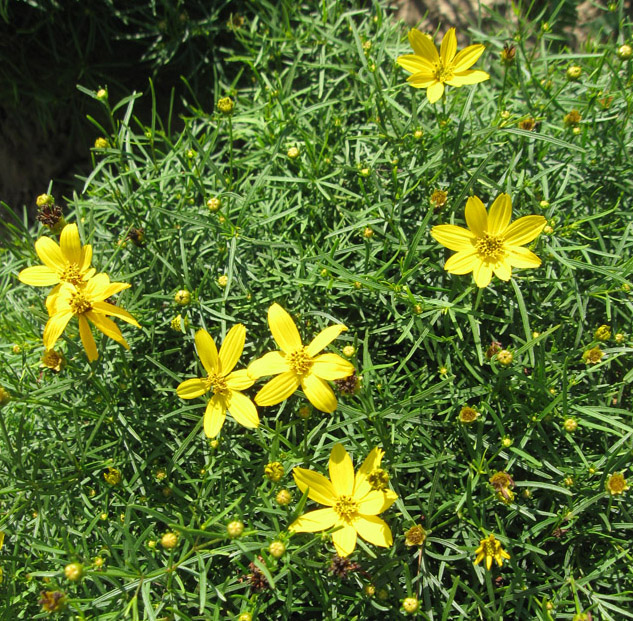 Image of Coreopsis verticillata specimen.