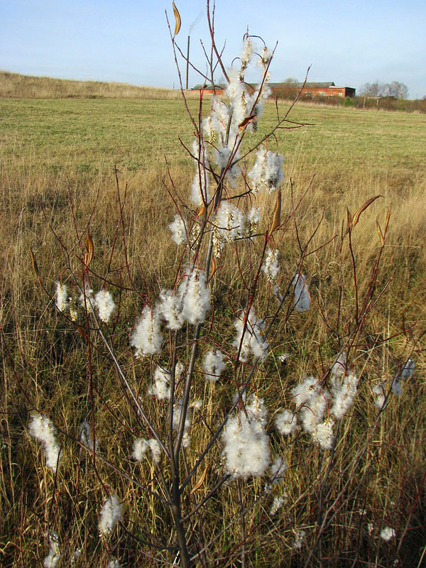 Image of Salix pentandra specimen.