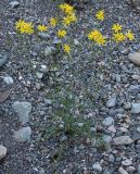 Youngia tenuifolia subspecies altaica. Цветущее растение на щебнистой россыпи. Алтай, терраса в верхнем течении р. Катунь. 25.08.2009.