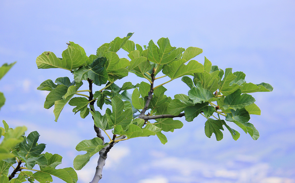 Изображение особи Ficus carica.