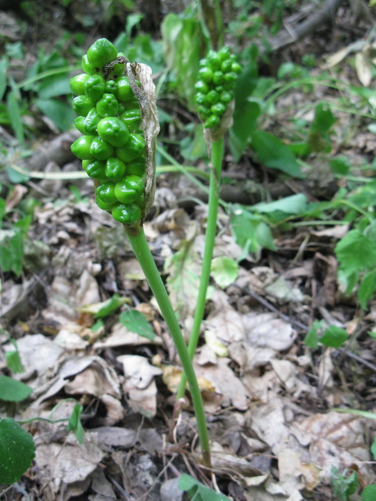 Image of Arum besserianum specimen.