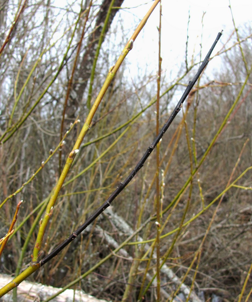 Image of Salix myrsinifolia specimen.