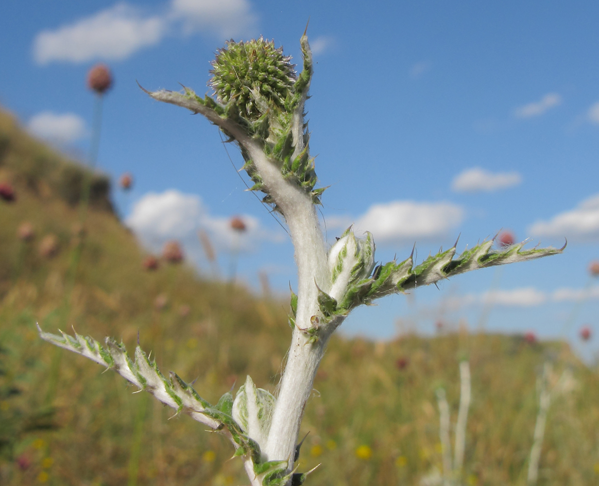 Image of Echinops ruthenicus specimen.