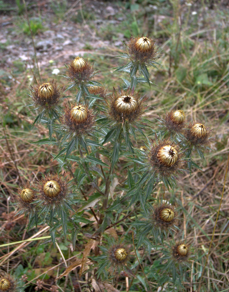 Image of Carlina vulgaris specimen.