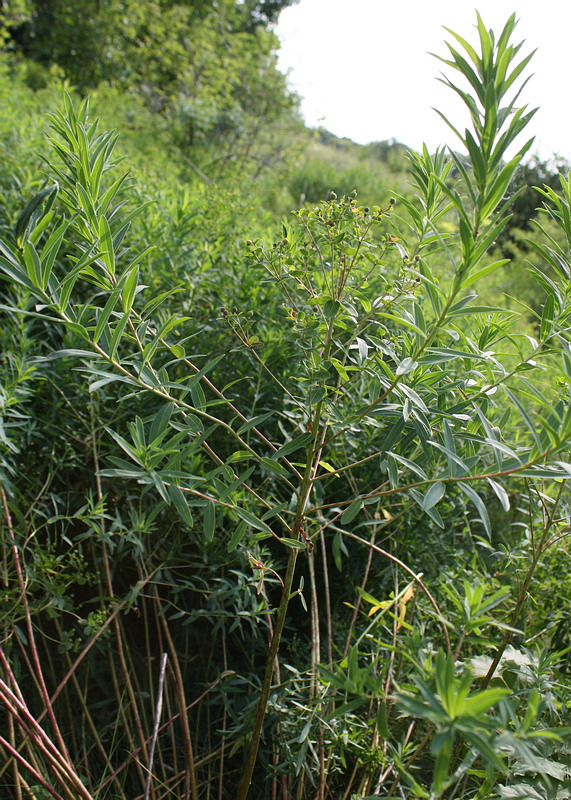 Image of Euphorbia semivillosa specimen.