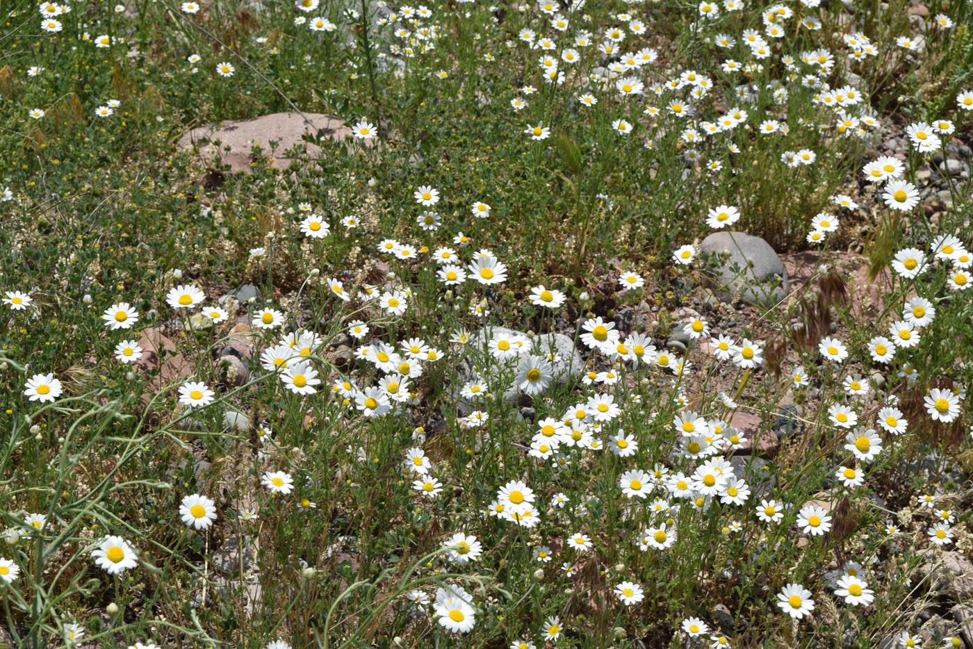 Image of Anthemis ruthenica specimen.