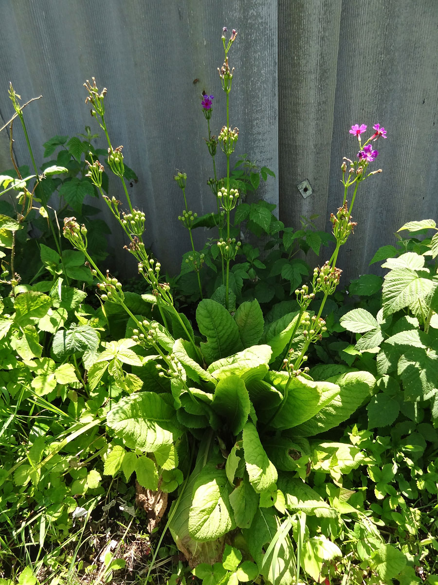 Image of Primula japonica specimen.