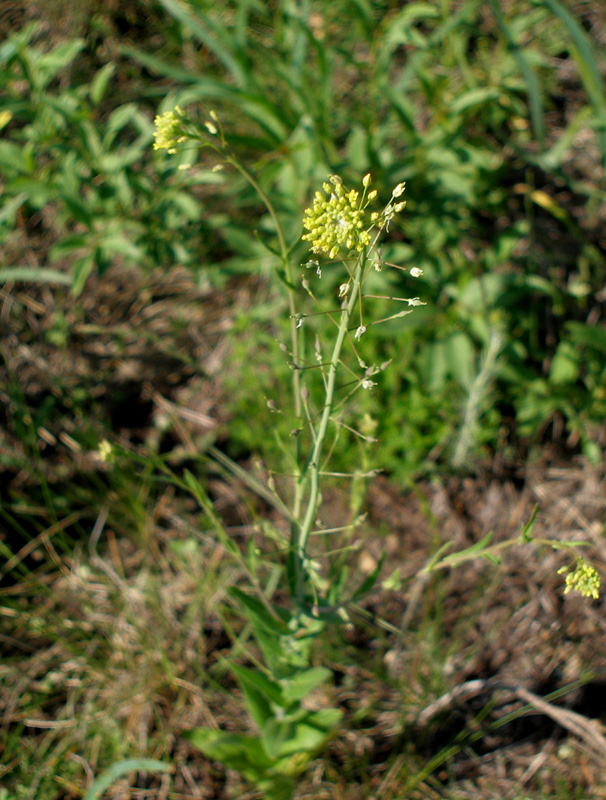 Image of Camelina microcarpa specimen.