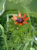 Adonis parviflora