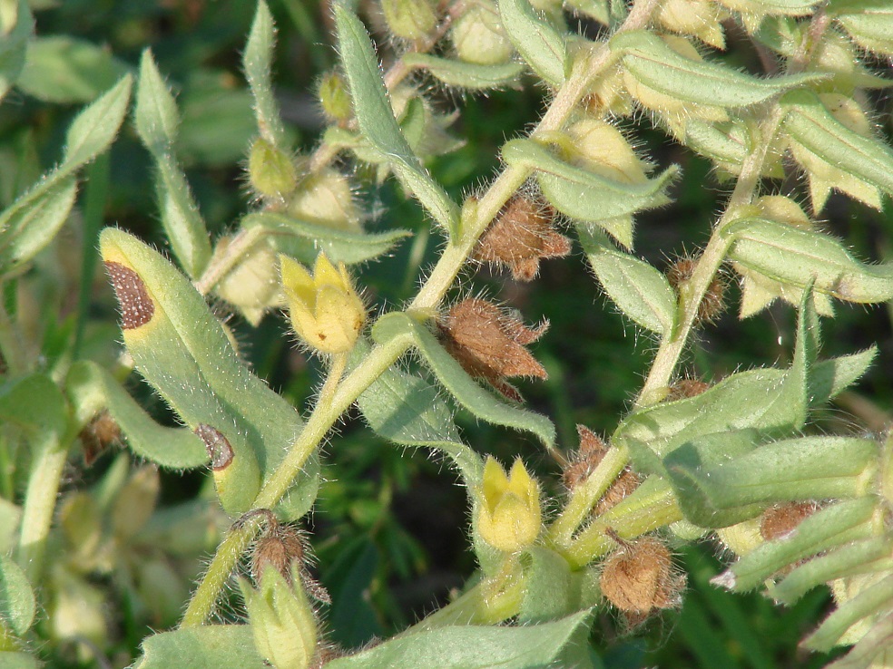 Image of Nonea rossica specimen.