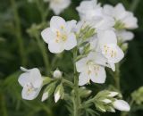 Polemonium caeruleum