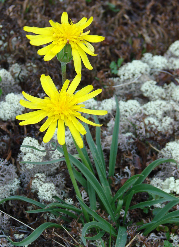 Image of Scorzonera radiata specimen.