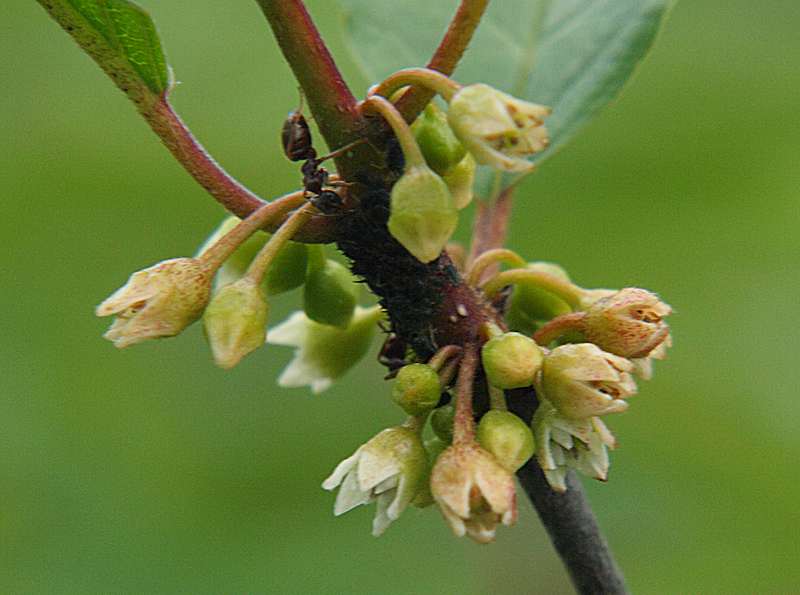 Image of Frangula alnus specimen.