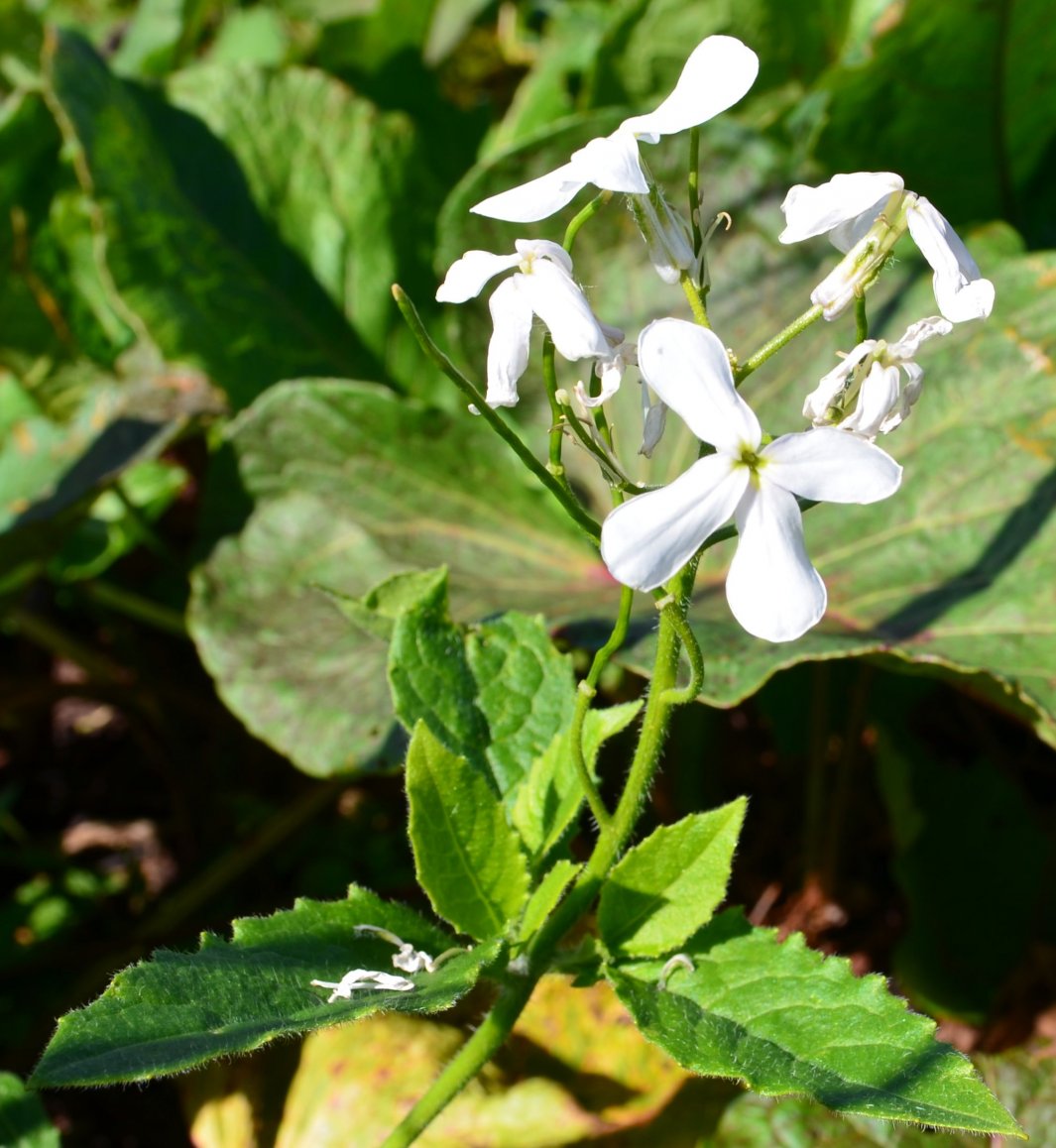 Image of Hesperis voronovii specimen.