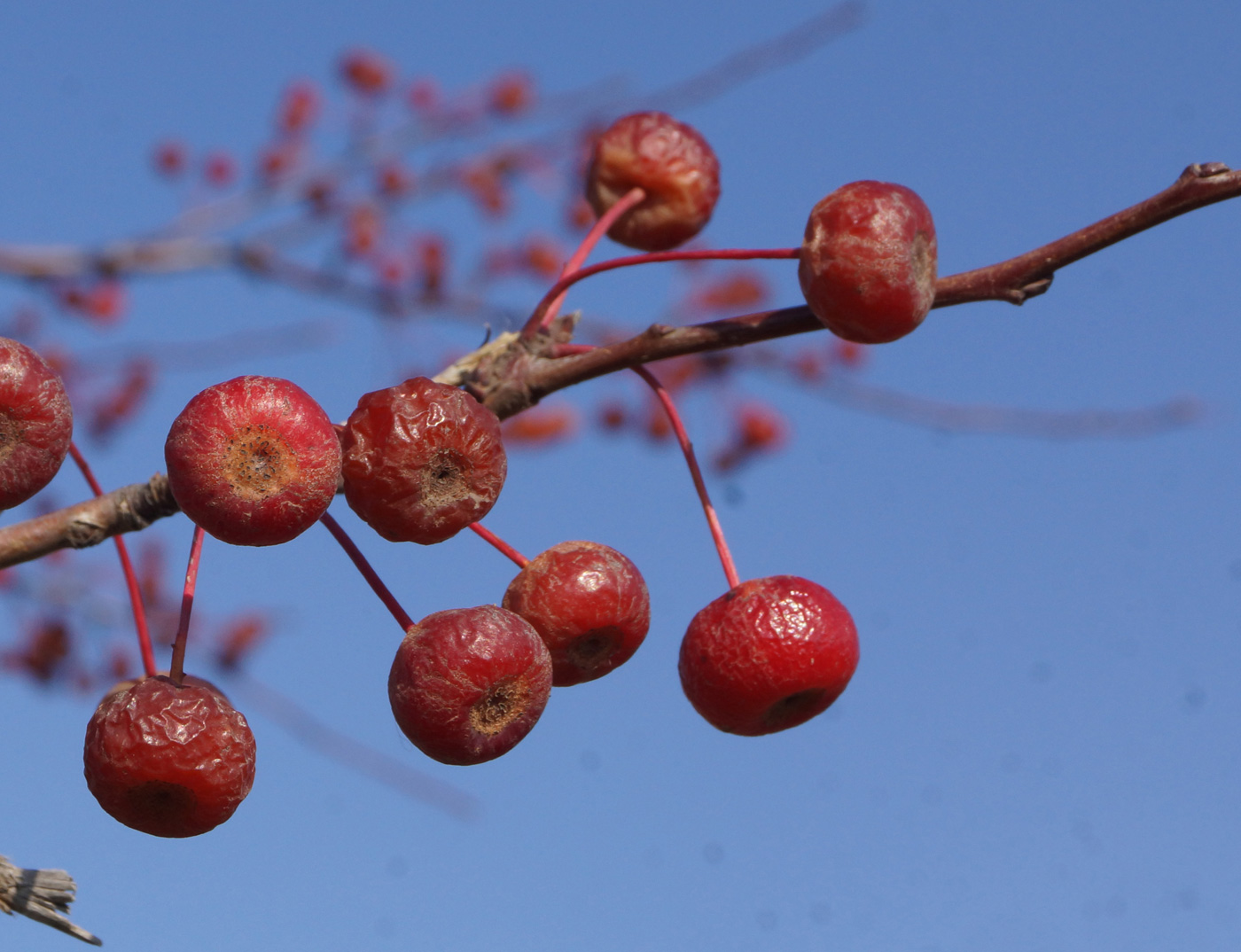 Image of Malus baccata specimen.