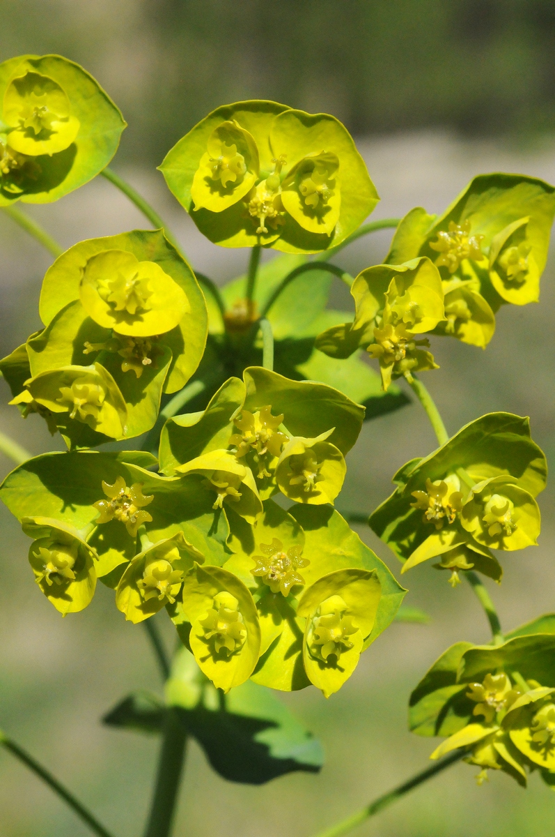 Image of Euphorbia glomerulans specimen.