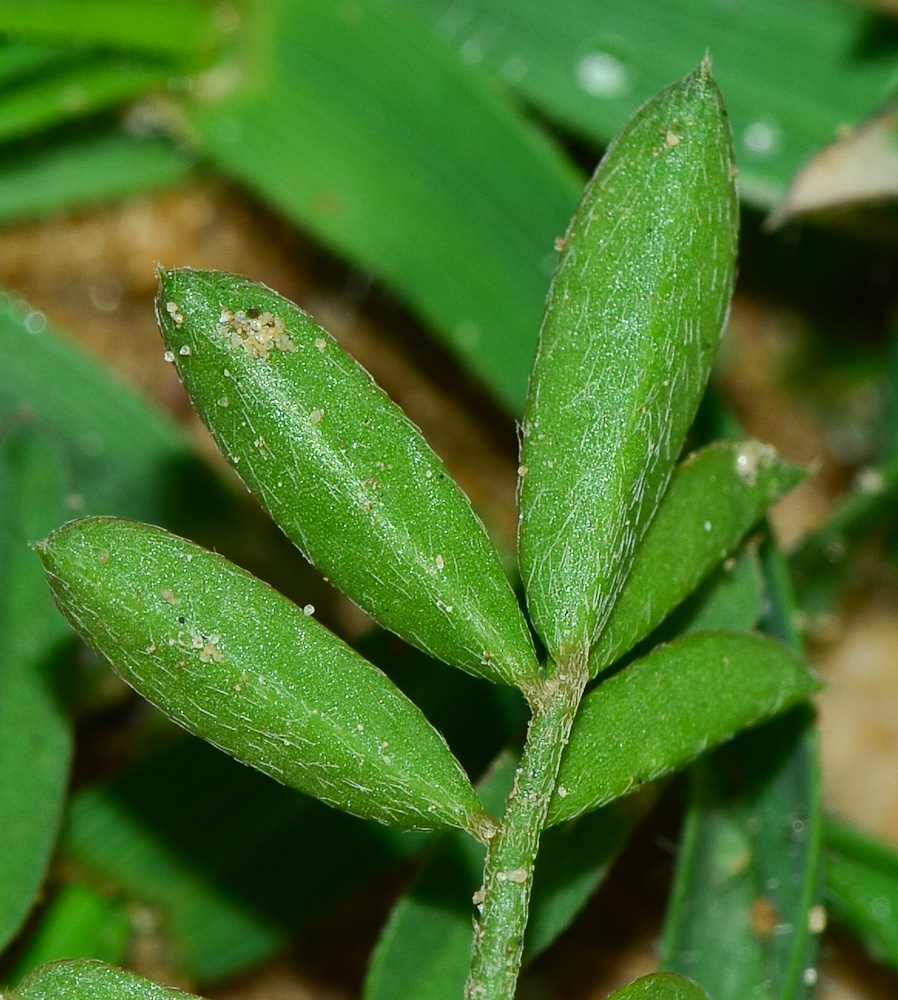 Image of Onobrychis squarrosa specimen.