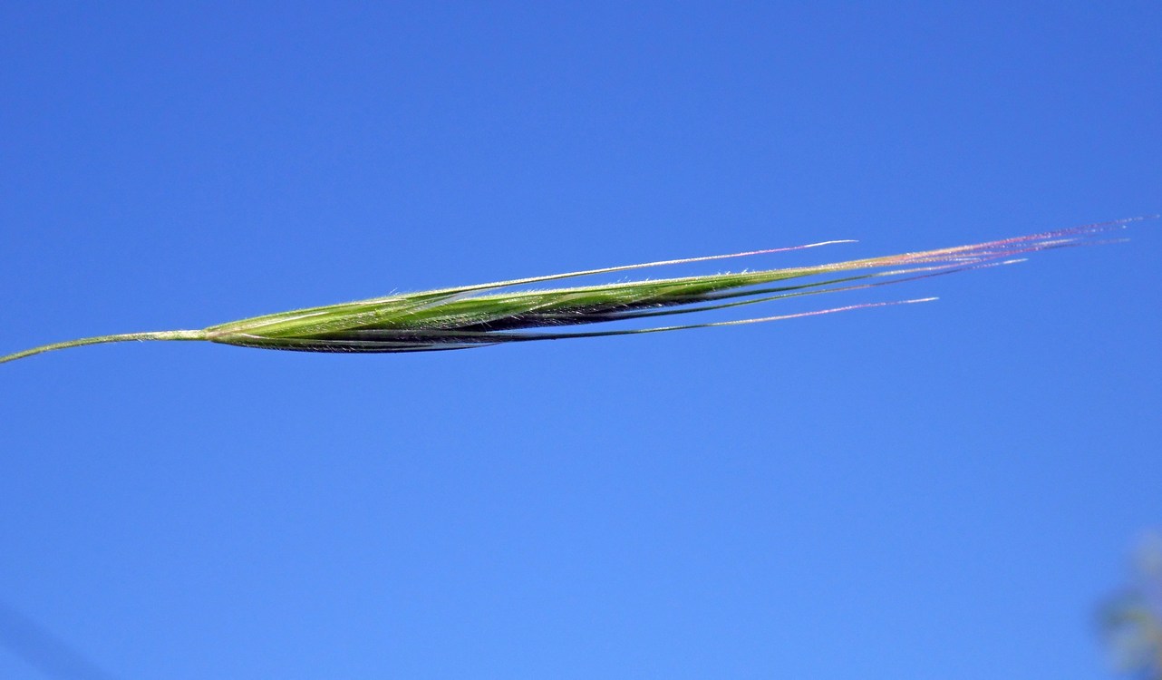 Image of Anisantha sterilis specimen.