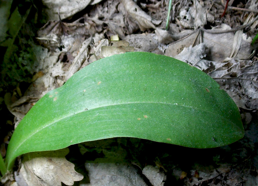 Image of Platanthera chlorantha specimen.