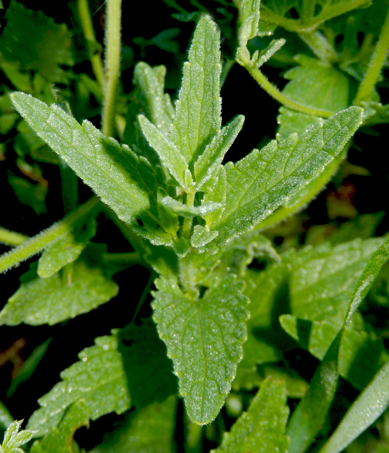 Image of Nepeta parviflora specimen.