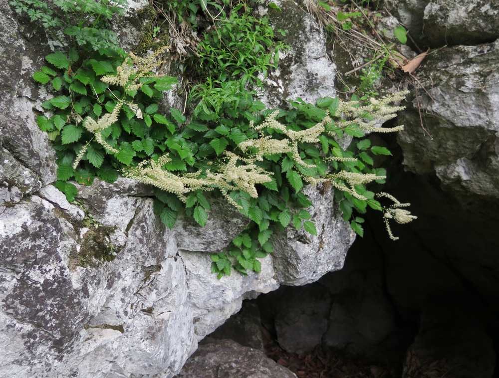 Image of Aruncus parvulus specimen.