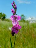 Gladiolus tenuis