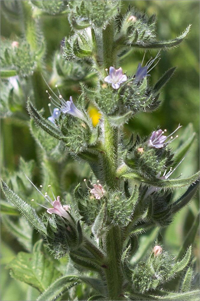 Image of Echium biebersteinii specimen.