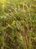 Смотреть изображение Stipa graniticola