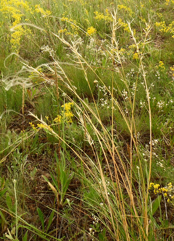 Изображение особи Stipa graniticola.