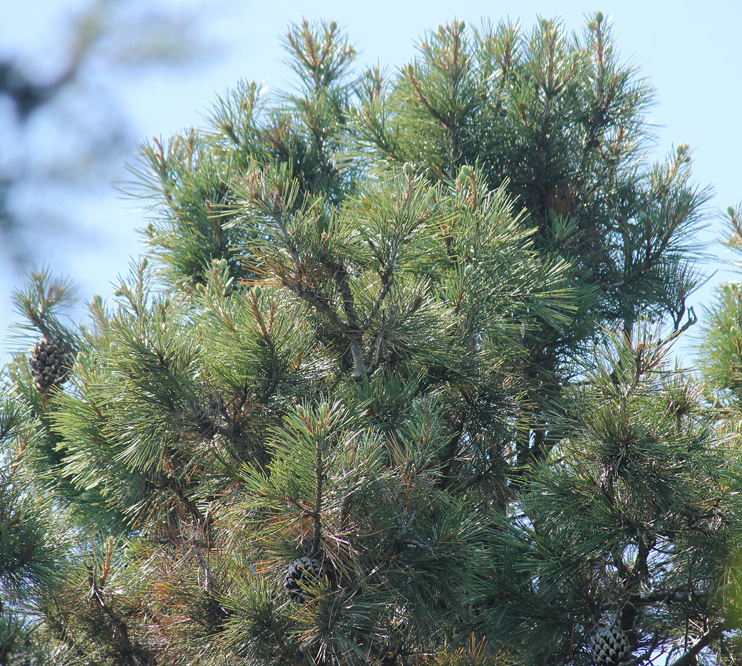 Image of Pinus gerardiana specimen.