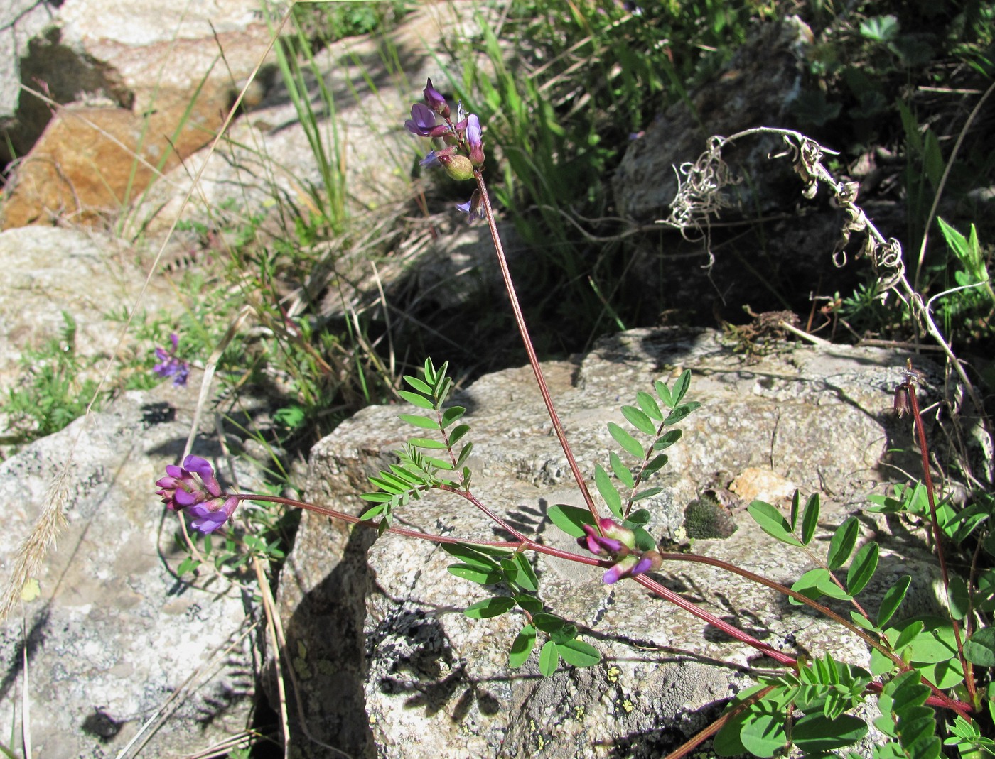 Изображение особи Astragalus brachytropis.