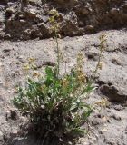 Matthiola tianschanica