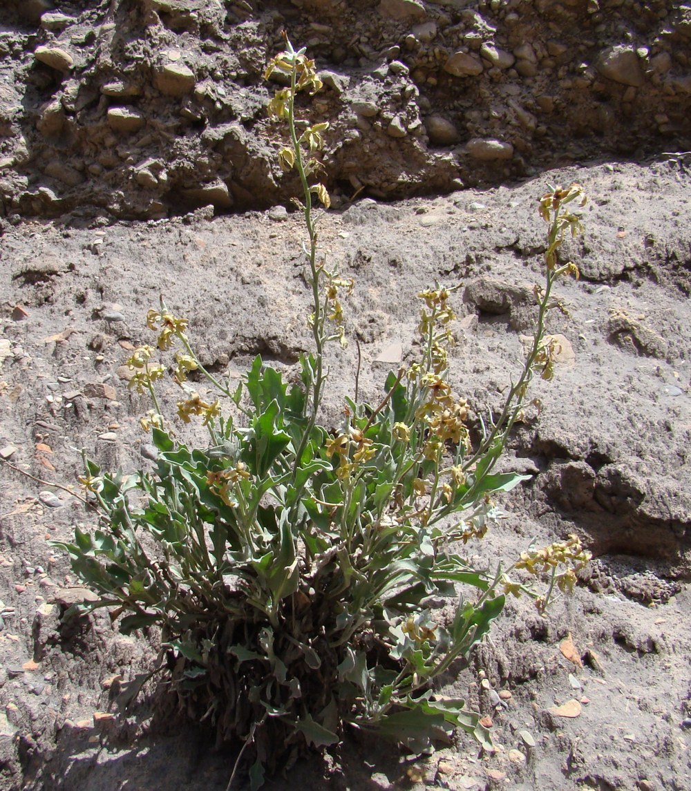 Image of Matthiola tianschanica specimen.