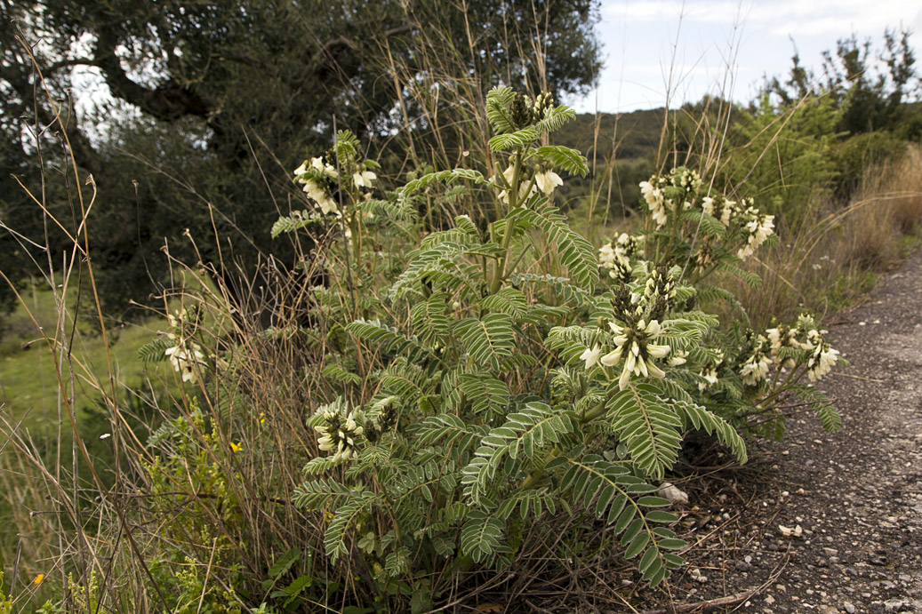 Image of Erophaca baetica ssp. orientalis specimen.