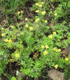 Potentilla argentea