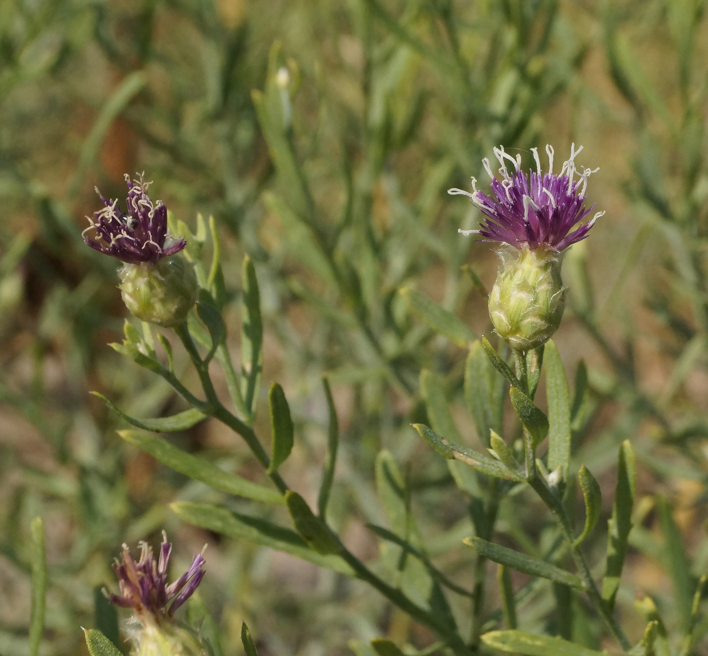 Image of Acroptilon repens specimen.