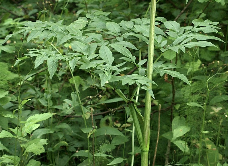 Image of Angelica sylvestris specimen.