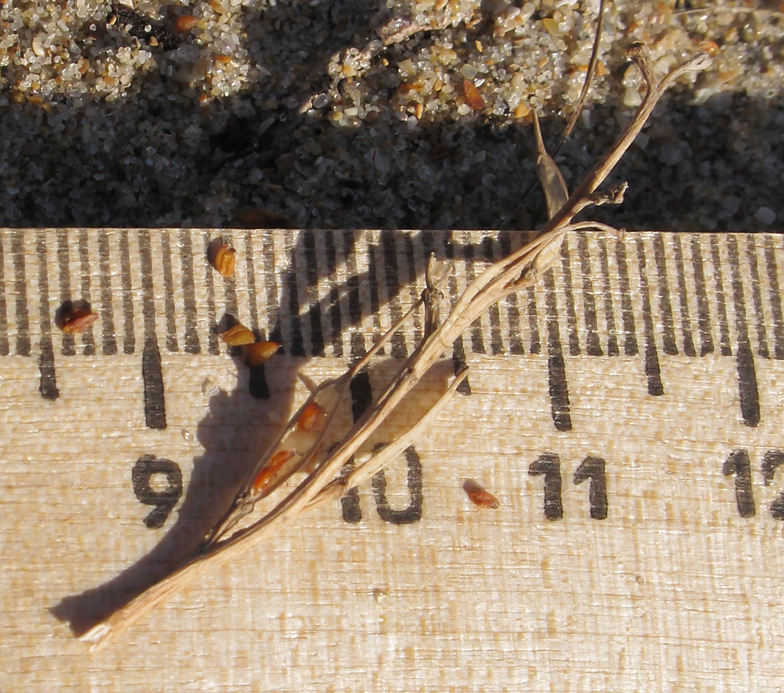 Image of Syrenia montana specimen.