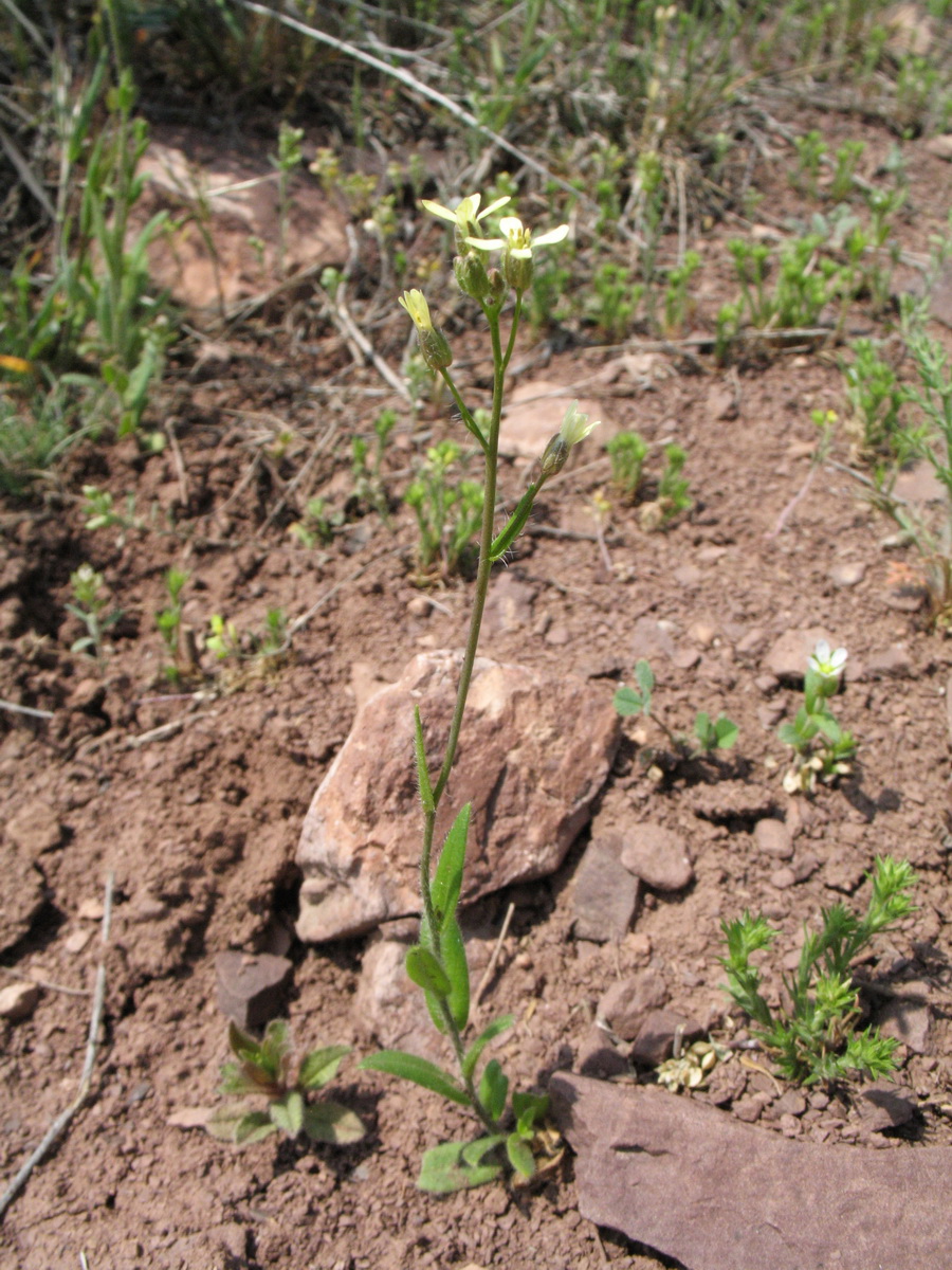 Image of Camelina rumelica specimen.