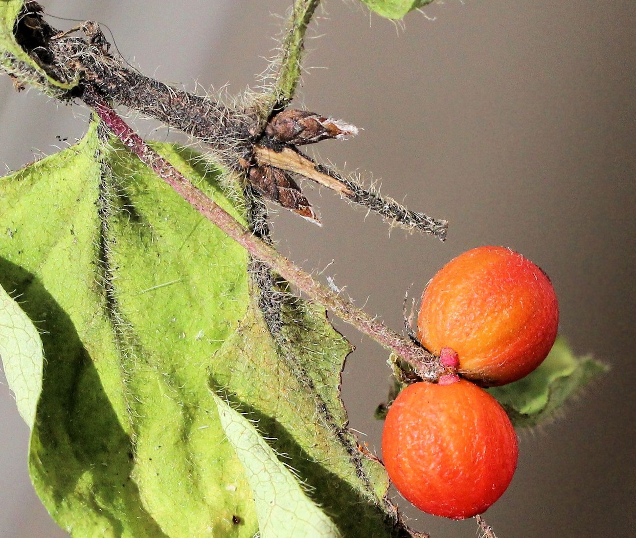 Image of Lonicera chrysantha specimen.